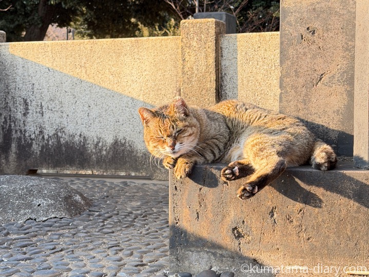 キジトラ猫さん