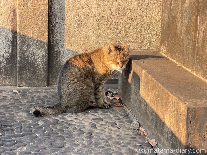 キジトラ猫さん