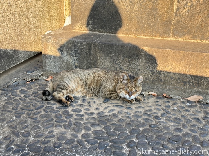 キジトラ猫さん