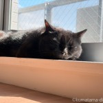 丸太に例えられた猫