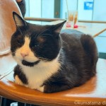 お客さんをトリコにする「ギャラリーエフ」のかわいい看板猫さん